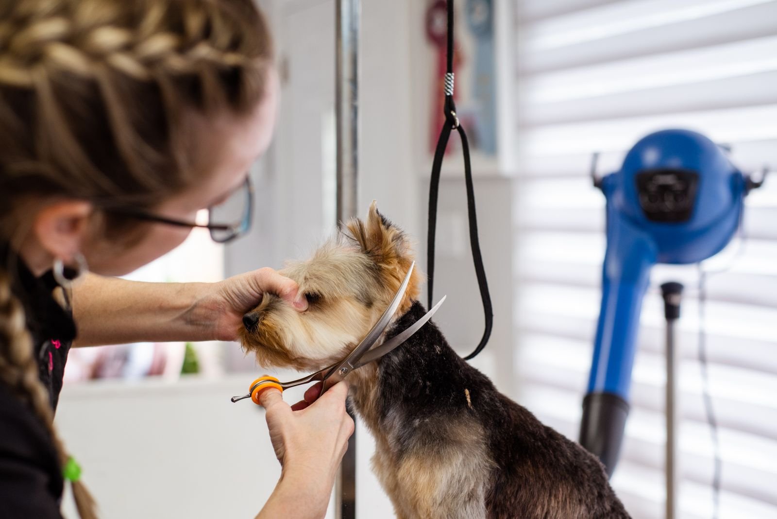A professional groomer carefully trimming a calm dog