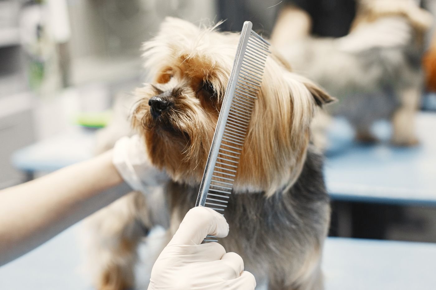 A close-up of a groomer combing a dog in a clean salon